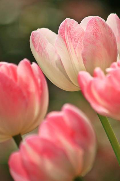 Close-up of pink and white tulips in bloom, with green stems and a blurred background.