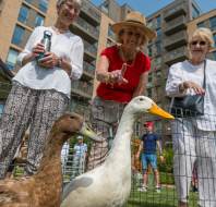 Mayfield Watford Summer Fair with visiting farm animals
