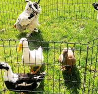 Mayfield Watford retirement village petting zoo visit