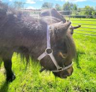 Mayfield Watford retirement village petting zoo visit