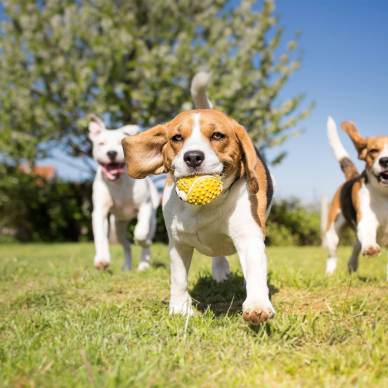 Three dogs close up - running in the park