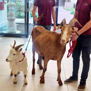 Mayfield Watford retirement village petting zoo visit