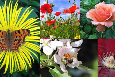 Collage of nature images: butterfly on yellow flower, poppy field, orange rose, bee on blossom, and close-up of red flower.
