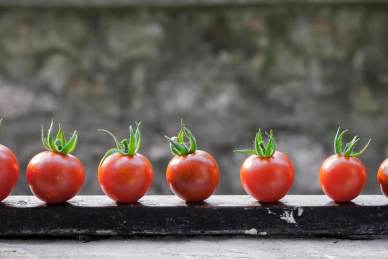 Seven ripe cherry tomatoes with green stems are lined up in a row on a dark surface with a blurred grayish background.
