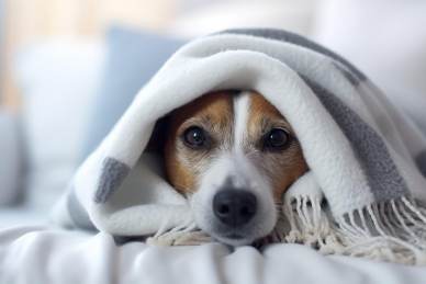 A small dog with brown and white fur lies on a bed, partially covered by a gray and white blanket, looking directly at the camera.