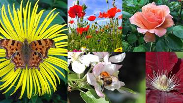 Collage of nature images: butterfly on yellow flower, poppy field, orange rose, bee on blossom, and close-up of red flower.