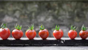Seven ripe cherry tomatoes with green stems are lined up in a row on a dark surface with a blurred grayish background.