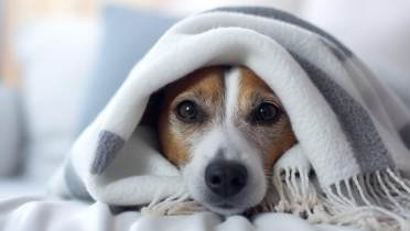 A small dog with brown and white fur lies on a bed, partially covered by a gray and white blanket, looking directly at the camera.